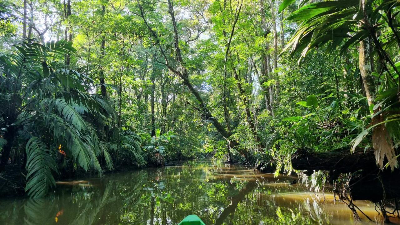 Wildlife Art Tortuguero Hotel Exterior foto
