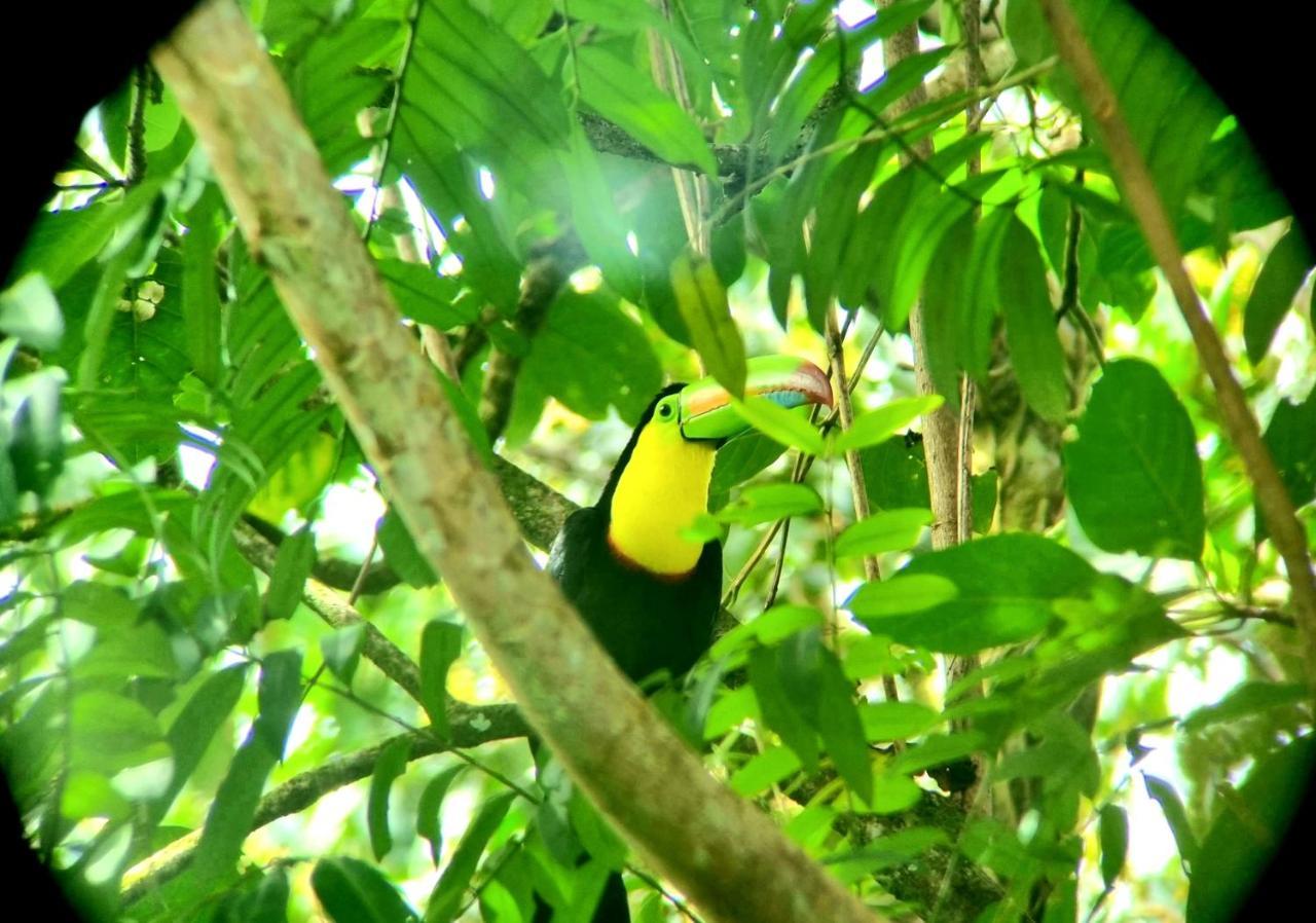 Wildlife Art Tortuguero Hotel Exterior foto
