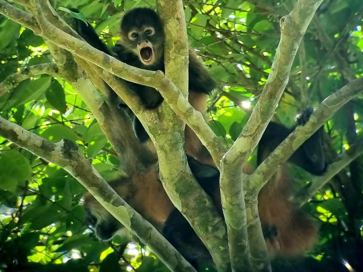 Wildlife Art Tortuguero Hotel Exterior foto