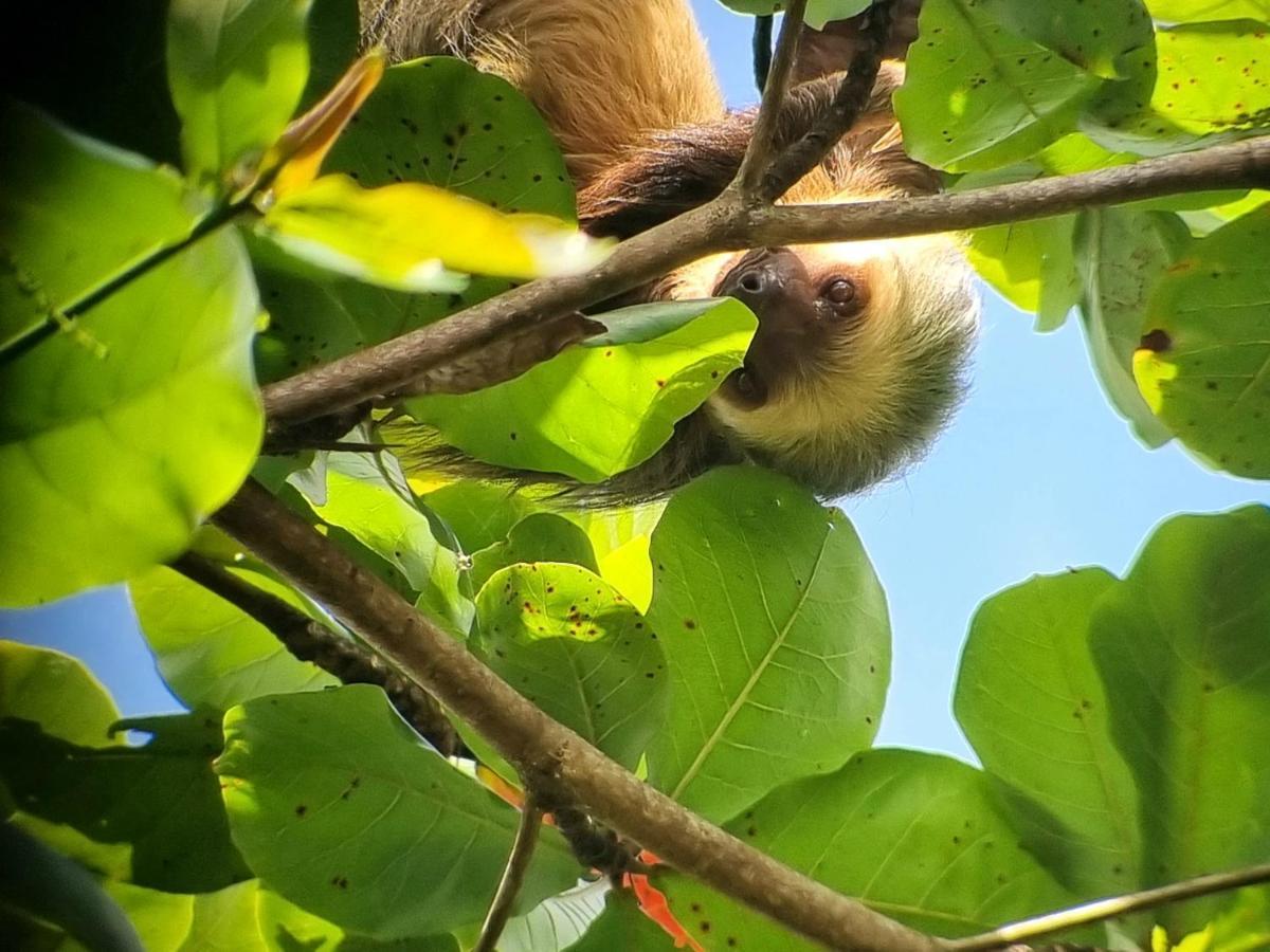 Wildlife Art Tortuguero Hotel Exterior foto