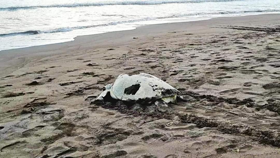 Wildlife Art Tortuguero Hotel Exterior foto